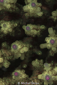 Growing corals by Michal Štros 